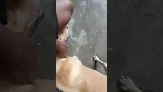 Mera imandar 🐶🐕🐕dog