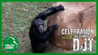 Celebrating the chimpanzees of the Dorothy Jo & Tilly Villa at Project Chimps!