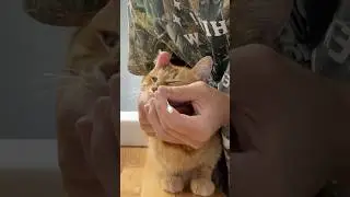 this is your sign to clean your cats nose 😳
