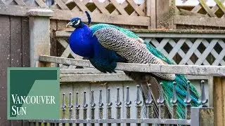 Surrey bylaw officer assaulted after peacock complaint | Vancouver Sun