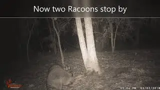 Trail Camera - Wildlife in my backyard. North East Texas (read description for story)