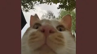 CAT (豹豹豹豹～)