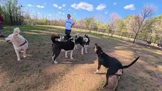 Dog Park TV started mellow than a few favorite play partners showed up and it was on!
