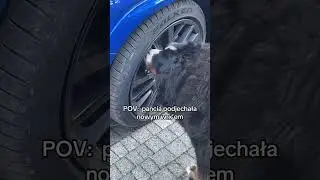 #subaru #subiedaily #subaruwrx #subaruwrxsti #subarufans #subienation #bernesemountaindoglovers