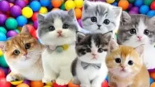 ANAK KUCING MEONG MEONG‼️TINGKAH LUCU KUCING IMUT‼️KUCING MEONG MEONG&nbsp;#kucinglucu