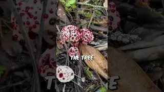 Fungus That Looks Like Dessert #shorts
