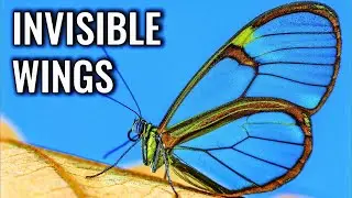 Glasswing Butterfly Wings: How Invisible Armor Works
