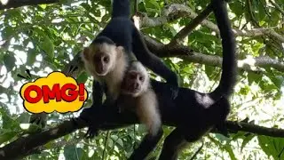MONO CARA BLANCA