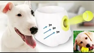 Top 10. New Pet Gadgets, Toys On Aliexpress, Gearbest and Banggood 2020 | Amazing Products