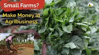 Understand Smallholder Farmers in Kenya | Make a Living from Small Farms