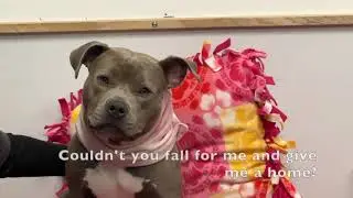 Sweet Luna