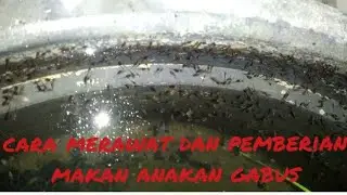cara merawat dan memberi pakan anakan gabus.