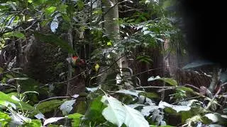 Wire-tailed manakin attacking a taxidermic mount