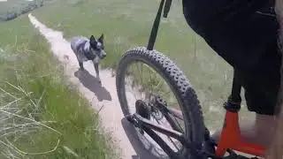 Hillside Hollow trail dog training