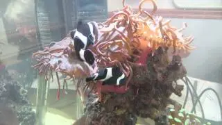 MVI 3272 black clownfish anemone 1