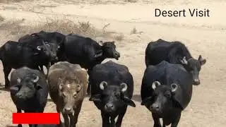 Best kundhi Buffalo walk in desert Arbab Farm dodharo |dosu Jat Buffalo | Desert Visit Buffalo