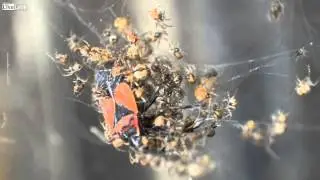 Baby Spiders with Soldier Beetle