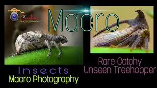 Insect Macro Photography at Varor Lake | Treehopper | Caterpillar and Common Pierrot Location Boisar