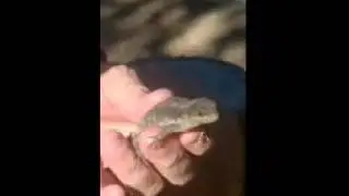 Limpopo Girdled Lizard