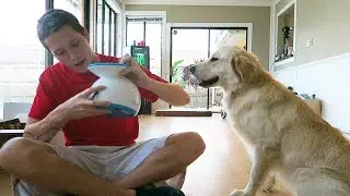 iFetch Automatic Ball Launcher! (Super Cooper Sunday #39)