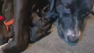 Angel & Her Babies Update [STORY BELOW]
