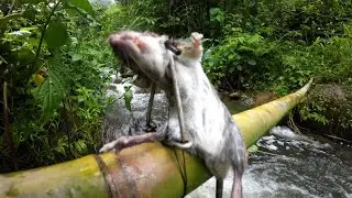 Night trapping in dense forest | Traditional/Primitive trap techniques of Arunachal Pradesh |