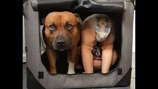 🐕 Незваные гости! 😺 Подборка смешных котов и собак  для хорошего настроения! 😺