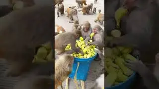 Monkey family dynamics & social bonds 🍀 #monkey #funny