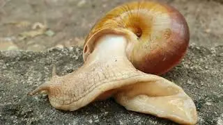 A Big Snail&rsquo;s Action 🐌 |  Slow Motion Snail Movement in Nature