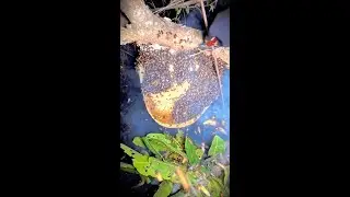 យកឃ្មុំស្លឹកត្រចៀកដំរីទាំងយប់នៅក្បែរផ្លូវប្រហែល១ម៉ែត្រពីដីវាកាចពេក​ bee harvesting at night time