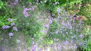 Earthworks Detroit Flowers
