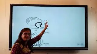 Respiratory system of scorpion