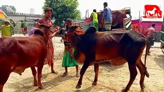 cow unloading, cow videos, cow video, big cow, goru hamba cow Ep - 299 @Rohanbd1