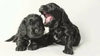 Barbet Huron and Hudson - Birth to 8 weeks