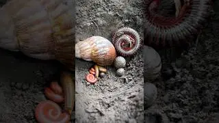 Placing snail, millipedes and pill millipedes in the soil will keep them safe #shorts