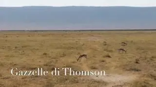 Il cratere dello Ngorongoro in 5 minuti