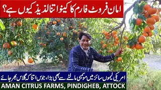 How Citrus Farms Work in Pakistan | Irrigation, Kinnow & Lemon | Attock