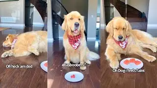 Golden Retriever Does Food Review