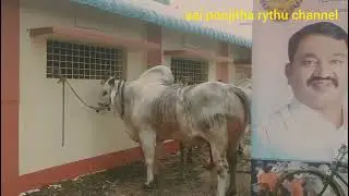 1st Prize Winner, in thanuku village DVR Memorial bulls, Devabaktuni Subbarao Garu,