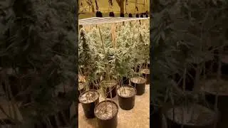 Dmxgrow 960W  12Bar LED Grow Light Bars For Commercial Cannbis Cultivation