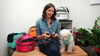 Is it necessary to replace a pet safety restraint after an accident?