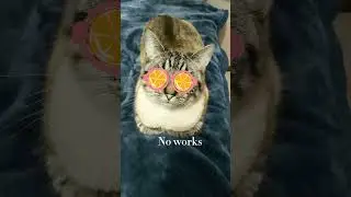 #cat #cute #subscribe #viral