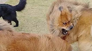 Behaviour Breakdown & Analysis of Rollo & Tora playing with a GSD at the Dog Park