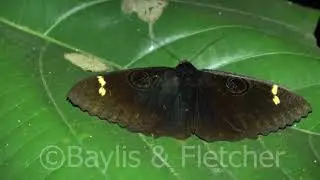 Noctuid moth, Malaysia. 20200222_225856.m2ts