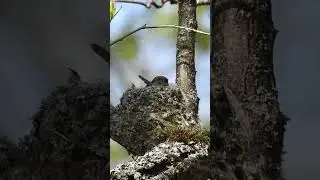 Самочка зяблика на гнезде #птицы #birds #птицывесной #wildlife #nature #зяблик
