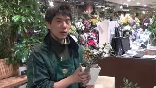 金豆（キンズ）の育て方・日常管理
