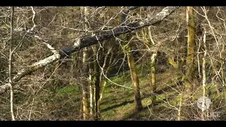 Filtros Verdes en Monte Corona, Cantabria, Espa&ntilde;a