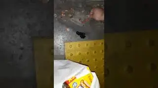 why do I pick up pennies?