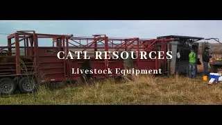 Using a Daniels Alleyway to Process Cattle