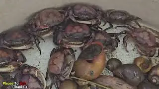 Freshwater Crabs and Snails &ndash; Nature&rsquo;s River Catch